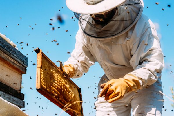 Things You Need to Know Before You Get Into Beekeeping