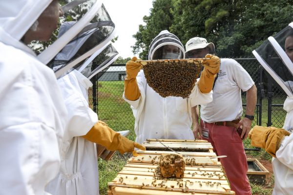 How to Install Your Bees into Their New Hive