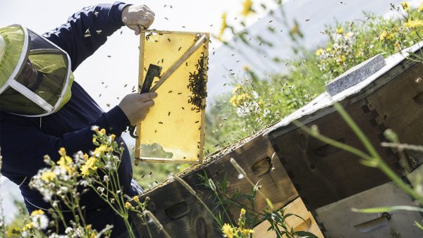 Basic Beekeeping Equipment