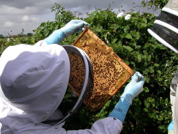 Hive Inspections